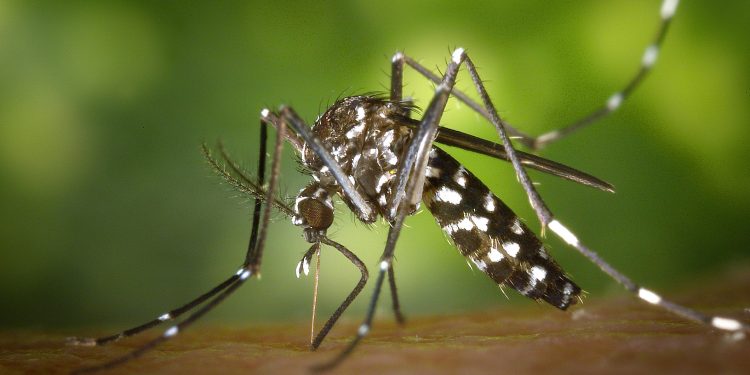 Katasztrófavédelem: Invazív szúnyogok ellen a lakossági védekezés is fontos