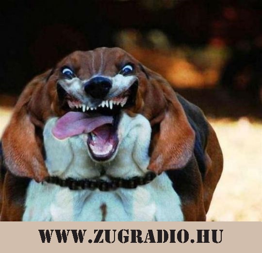 Póráz – Agility verseny