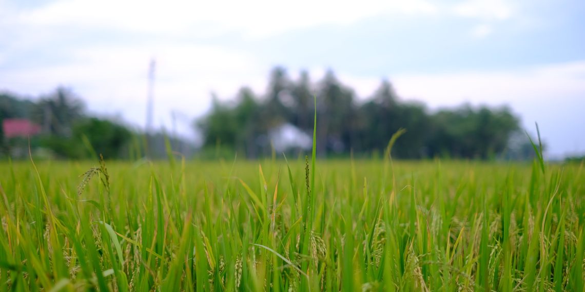 Ismát kiírja udvarzöldítési pályázatát a Fővárosi Önkormányzat