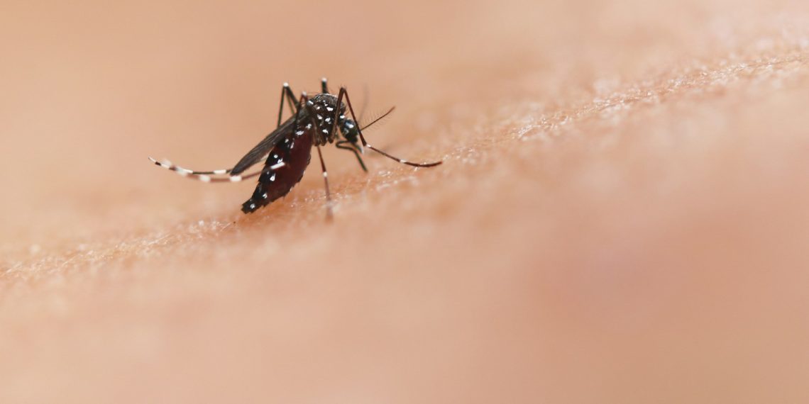 national-institute-of-allergy-and-infectious-diseases-Z2pq_4mj6BI-unsplash-1140×570 Szúnyoggyérítés Zuglóban: Miért van rá szükség, és hogyan végezhető környezetkímélő módon?